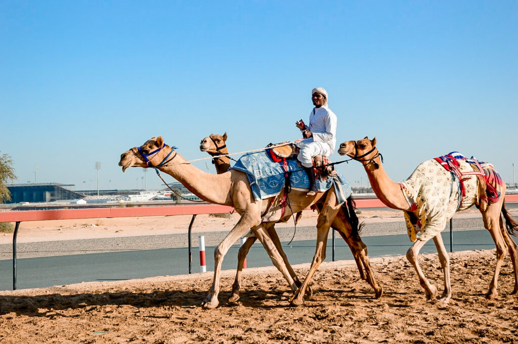 dsc 0310 1024x681 - Darmowe atrakcje w Dubaju - część 1 - natura, historia i kultura
