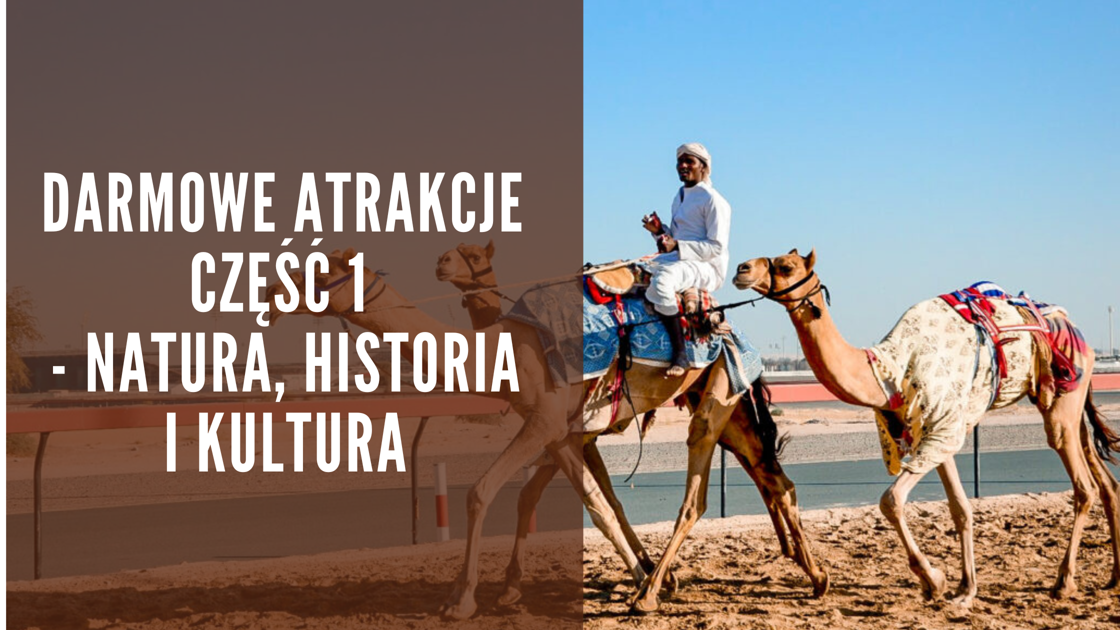 Wielbłądy na torze w Nad al Sheba