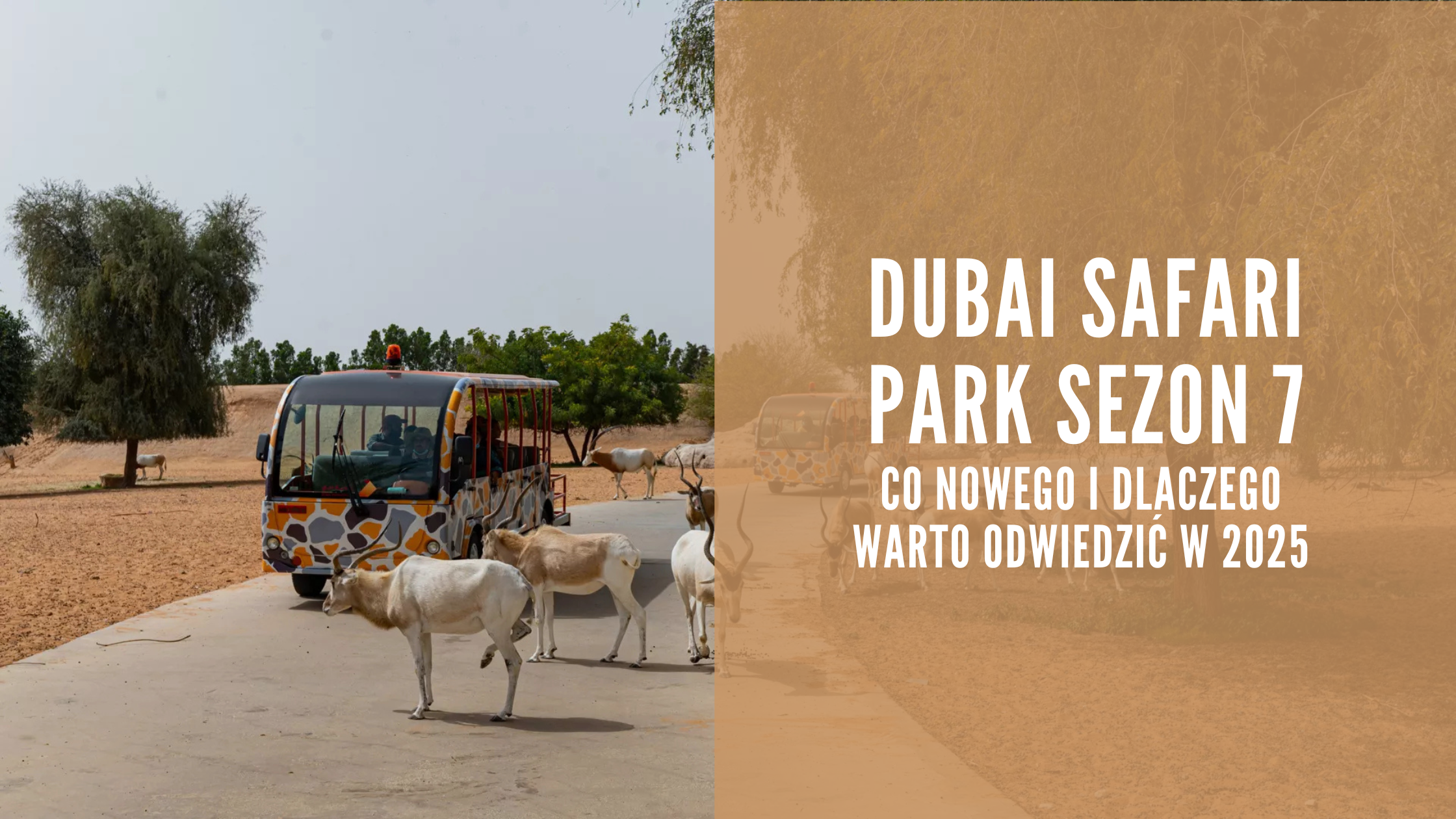 Dubai Safari Park sezon 7 co nowego i dlaczego warto odwiedzić w 2025